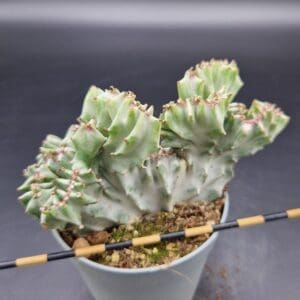 Euphorbia lactea ‘White Ghost’ crestada