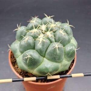 Coryphantha elephantidens