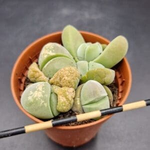 Gibbaeum dispar