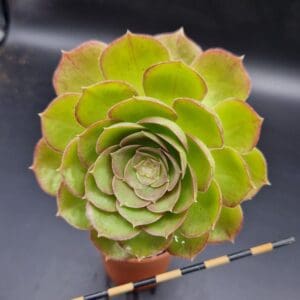 Aeonium ‘Halloween’