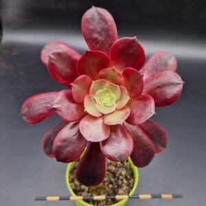 Aeonium ‘Super Bang’