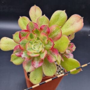 Aeonium ‘Athenea’ variegata