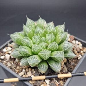 Haworthia obtusa ‘Mirror Ball’