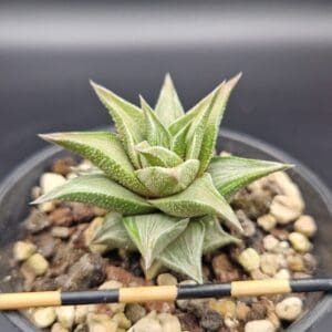 Haworthia tortuosa variegata
