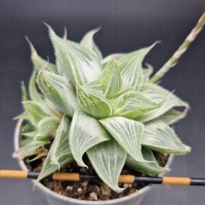 Haworthia ‘Grey Ghost’ Haworthia ‘Grey Ghost’