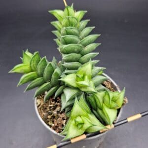 Haworthia viscosa Haworthia viscosa