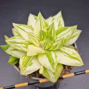 haworthia cymbiformis variegata