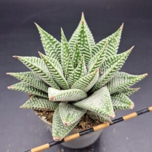 Haworthia limifolia var. striata ‘Spider White’