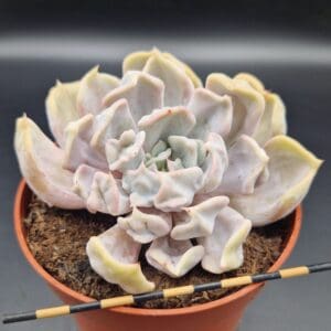 Echeveria ‘Thriller Pearl’