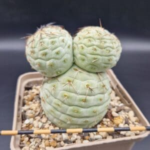 Tephrocactus geometricus