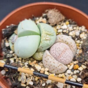 Dinteranthus vanzylii (y argyroderma)