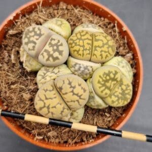 Lithops dorothae