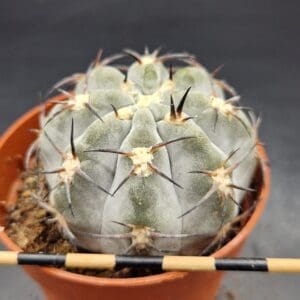Acanthocalycium glaucum