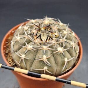 Gymnocalycium asterium paucispinus