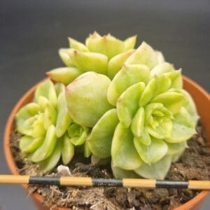 Echeveria ‘Rolly’ variegado