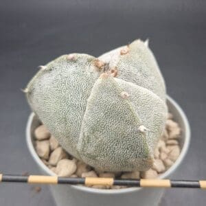 Astrophytum myriostigma tricostatum