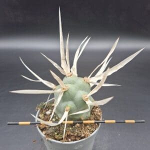 Tephrocactus articulatus v. papyracanthus