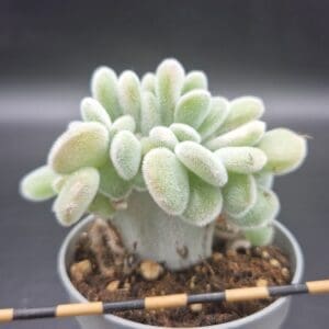 Echeveria ‘Frosty’ cristata