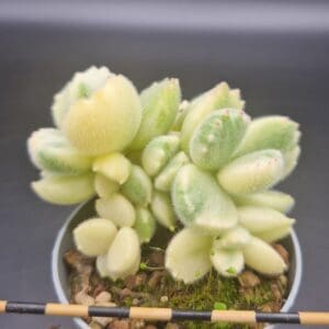 Cotyledon ladismithiensis variegado