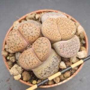 Lithops mix 4 Lithops mix 4