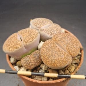 Lithops hookeri