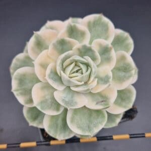 Echeveria ‘Onslow’ variegata 🇨🇳