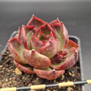 Echeveria ‘Red Light’ 🇨🇳
