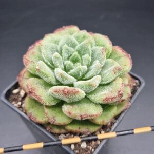 Echeveria ‘Fantasia de Carol’ 🇨🇳 Echeveria ‘Fantasia de Carol’ 🇨🇳