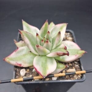 Echeveria ‘Elk Soul’ variegado 🇨🇳