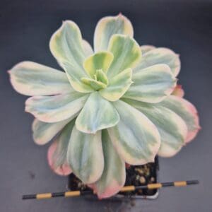 Echeveria imbricata variegada 🇨🇳