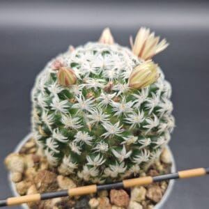 Mammillaria duwei