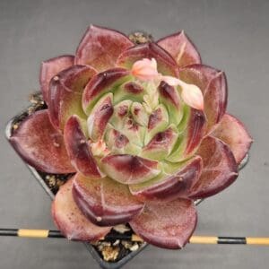 Echeveria ‘Daredevil’ 🇨🇳 Echeveria ‘Daredevil’ 🇨🇳