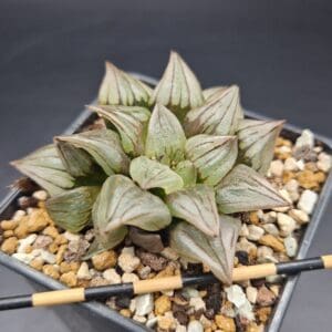 Haworthia atrofusca ‘Watermelon Mutant’ 🇨🇳