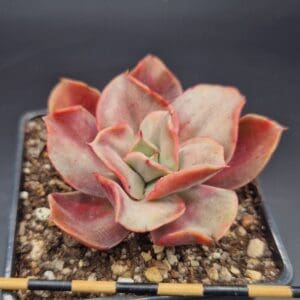Echeveria Mini Goseong Variegada 🇨🇳