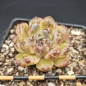 Echeveria ‘Black Sand Beach’ 🇨🇳