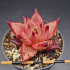 Echeveria agavoides ‘Romeo’