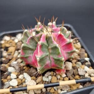 Gymnocalycium cv. Pink Diamond