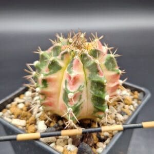 Gymnocalycium ‘Green Candy’