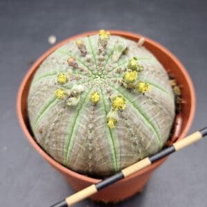 Euphorbia obesa