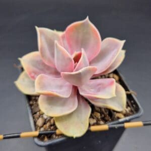 Echeveria ‘Rainbow’ variegada