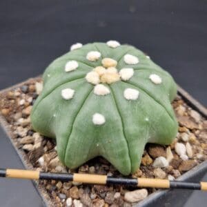 Astrophytum asterias cv. Chinese Star