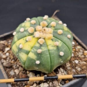 Astrophytum asterias variegado