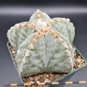 Astrohytum myriostigma