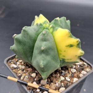 Astrophytum myriostigma kikko variegado