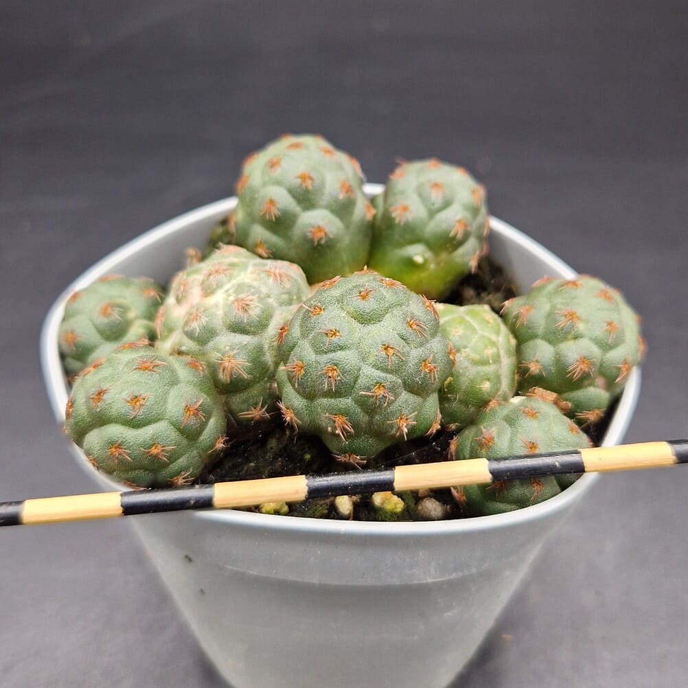 Puna bonnieae Puna bonnieae