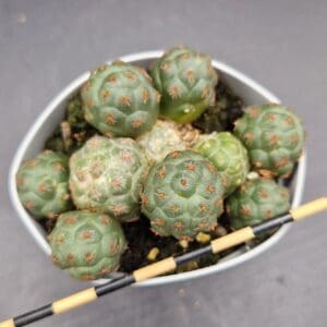 Puna bonnieae