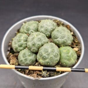 Puna bonnieae inermis