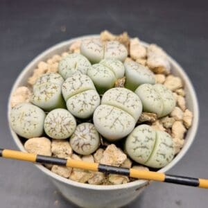 Lithops werneri