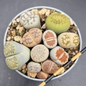 Lithops mix 6