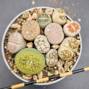 Lithops mix 5